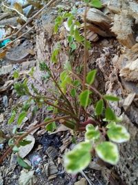 High angle view of plant growing on field