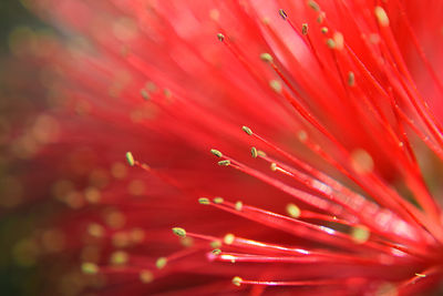 Full frame shot of red flower