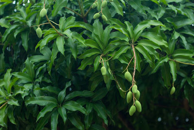 Low angle view of mangoes growing on tree