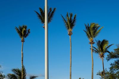 Low angle view of palm trees against clear blue sky