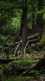 View of a tree trunk in forest