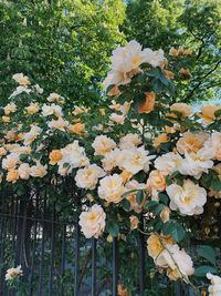 Close-up of white flowering plants in park