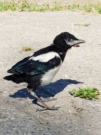 High angle view of bird