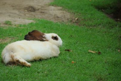 View of a sheep on field