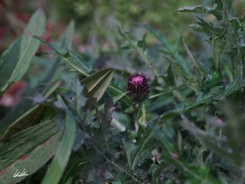 Close-up of plants