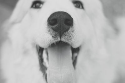 Close-up portrait of dog