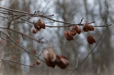 Close-up of dry leaves on branch