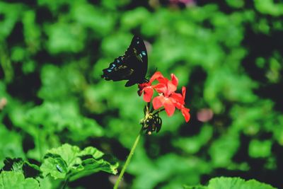 Close-up of insect on red flowers