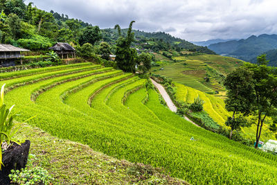 Scenic view of agricultural field against sky