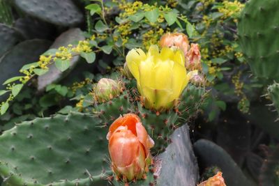 High angle view of succulent plant