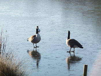 Birds in calm water