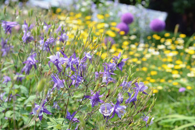 Close-up of purple crocus flowers on field