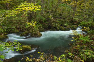 Scenic view of waterfall in forest