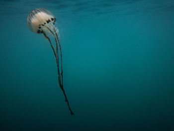 View of jellyfish swimming in sea