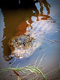 Leaves in water