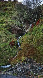 Plants growing on tree trunk