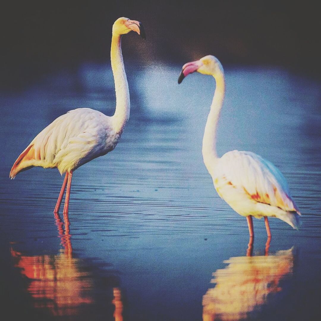 bird, animals in the wild, animal themes, two animals, water, animal wildlife, reflection, lake, nature, no people, day, beauty in nature, outdoors, close-up