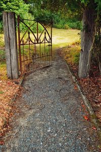 Footpath in forest