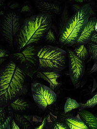 Full frame shot of green leaves