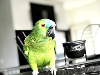 Close-up of parrot perching