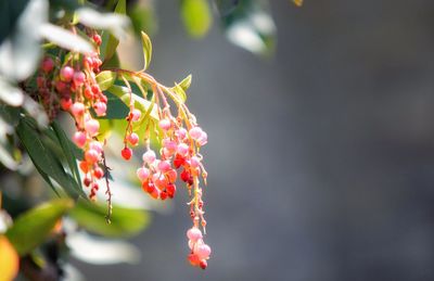 Close-up of red flowering plant