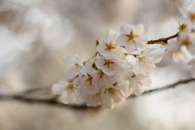 Close-up of white cherry blossom tree