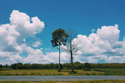 Trees on field against sky