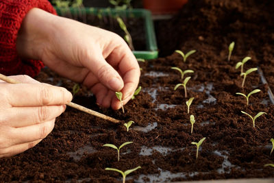 Cropped image of gardener planting seedlings in tray