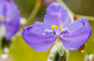 Close-up of purple iris flower