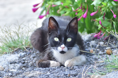 pet