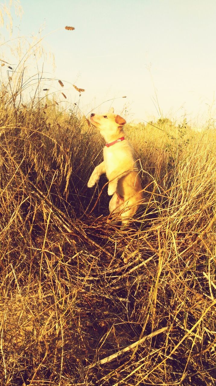 DOG SITTING IN GRASS