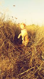 Dog sitting on grass against sky