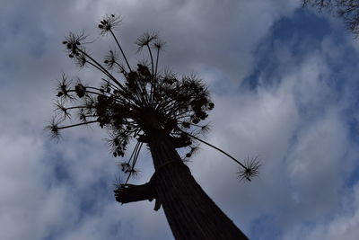 Low angle view of tree against storm clouds