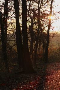 Trees in forest during autumn