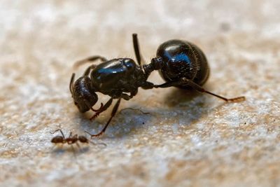 Close-up of ant