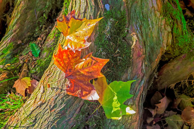 Close-up of autumnal leaves on tree trunk