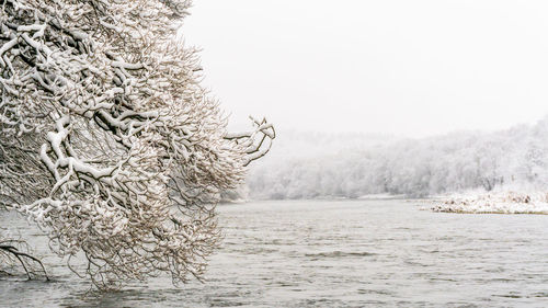 Frozen tree against sky during winter