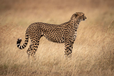 Cheetah standing on field in zoo