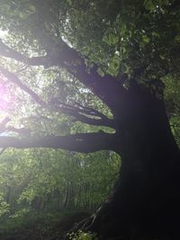 Trees in forest