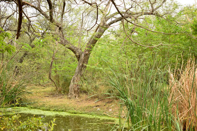 Scenic view of forest