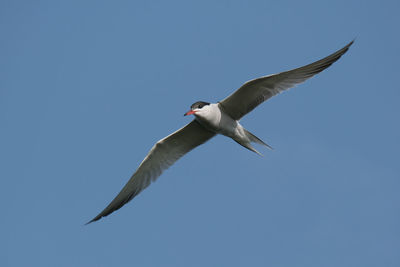 Low angle view of seagull flying in sky