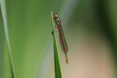 Close-up of insect on plant