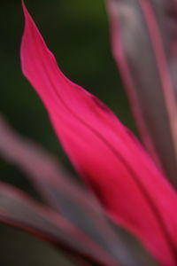 Close-up of pink flower