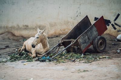 Horse cart on field