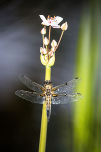 Close-up of dragonfly on flower