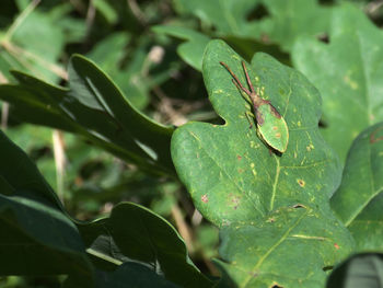 Close-up of insect on leaves