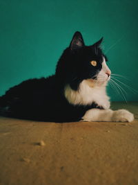 Close-up of a cat looking away