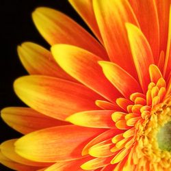 Close-up of yellow flower