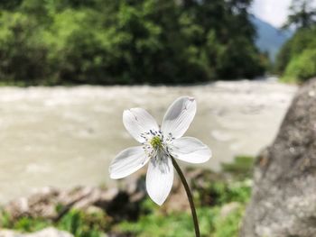 Close-up of white flowering plant