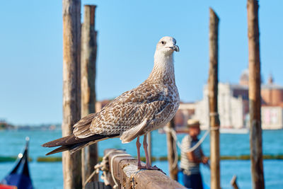bird